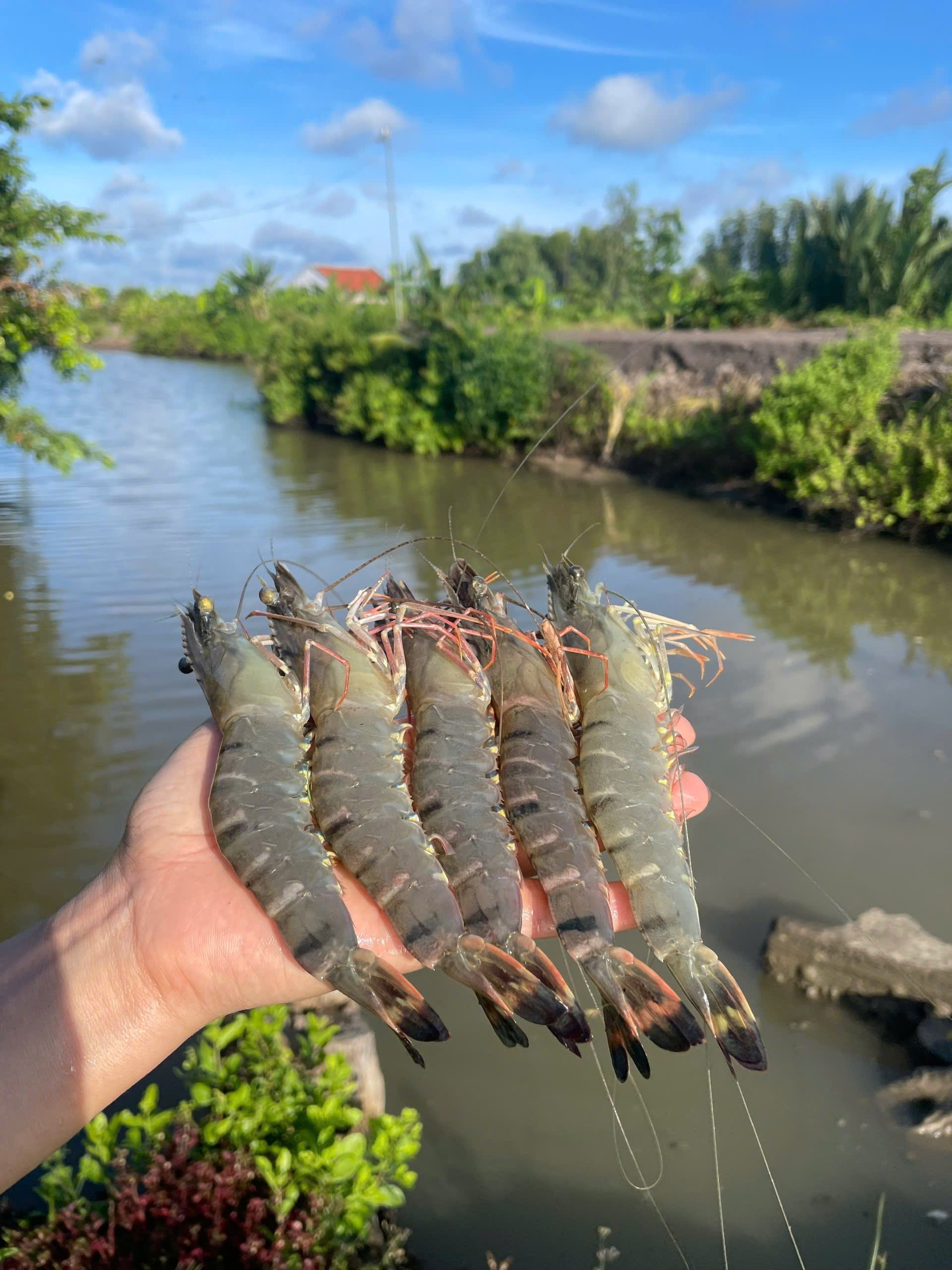 TÔM SÚ THIÊN NHIÊN VÌ SAO LẠI CÓ THỊT DAI, NGỌT VÀ DINH DƯỠNG VƯỢT TRỘI SO VỚI TÔM NUÔI CÔNG NGHIỆP ?