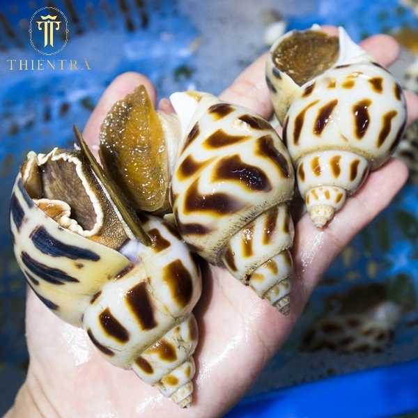 Ốc Hương Thiên Nhiên