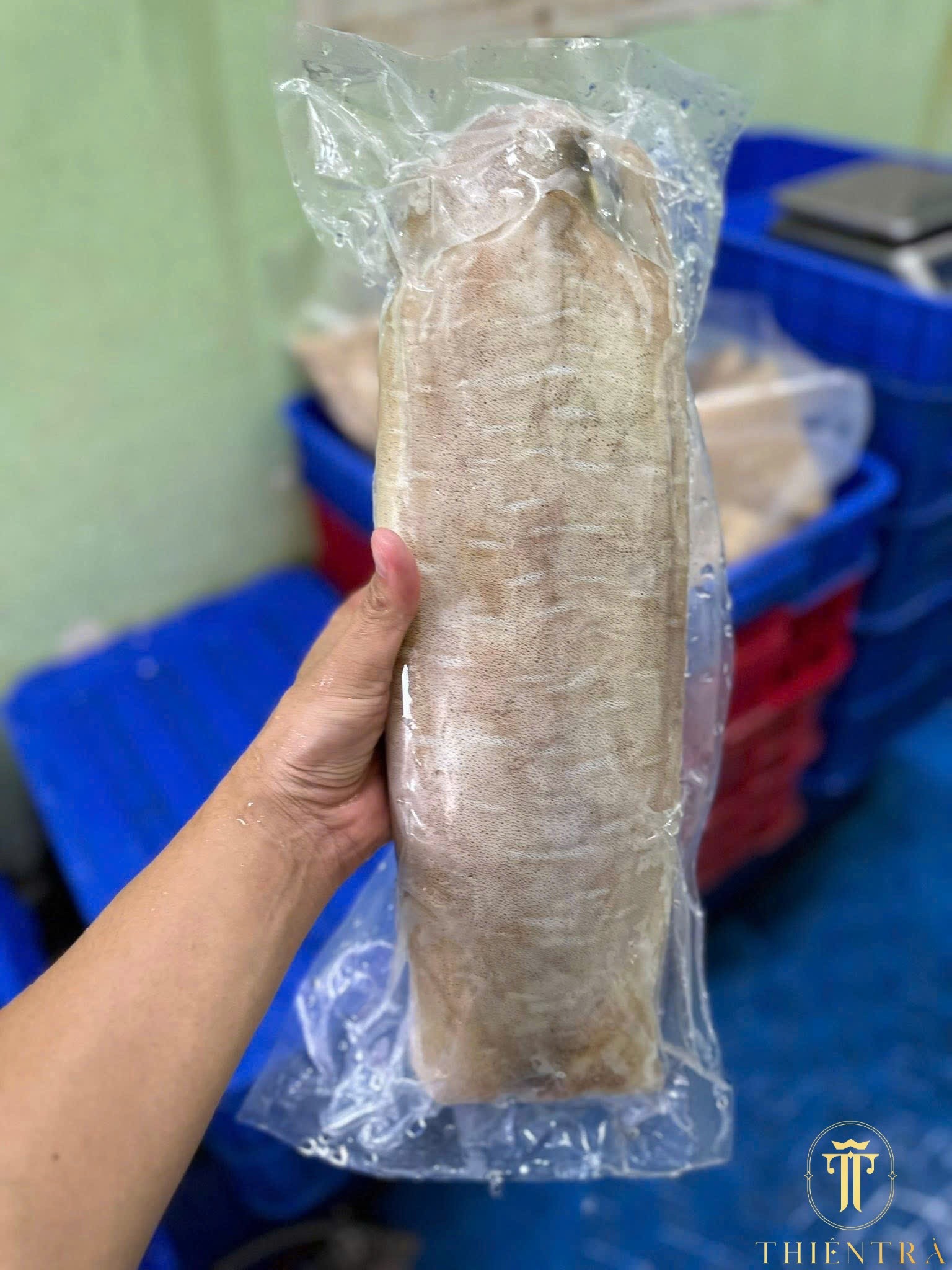 Mực Lá Thương Phẩm