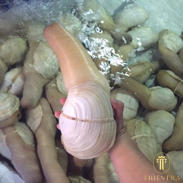 Ốc Vòi Voi Canada